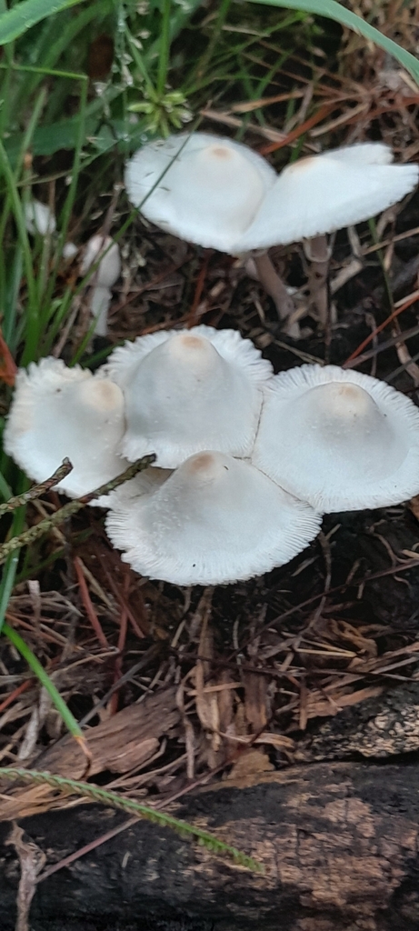 Leucocoprinus cepistipes · March 2026 · photo: © rafaperazzolo (iNaturalist, cc-by)