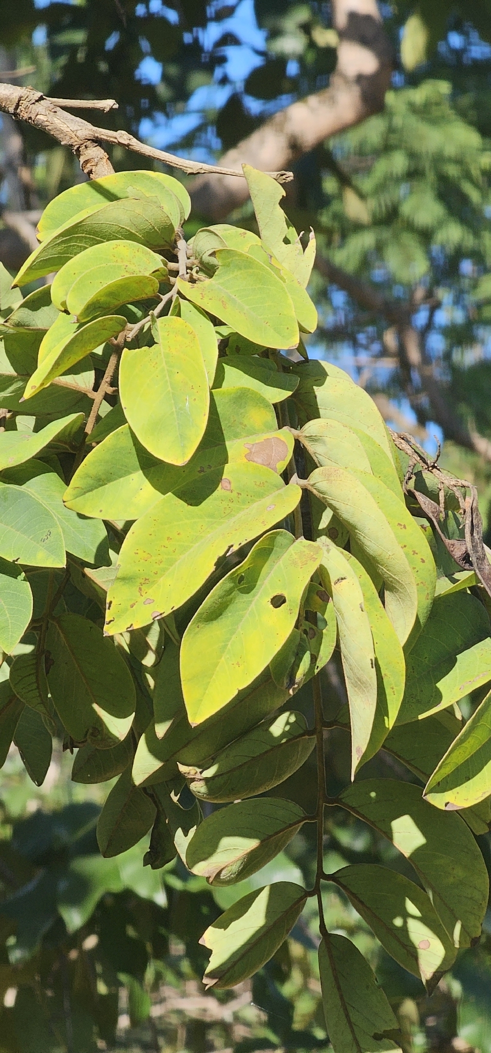 Imagem de Jacarandá do Cerrado