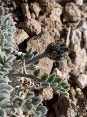 Astragalus tidestromii