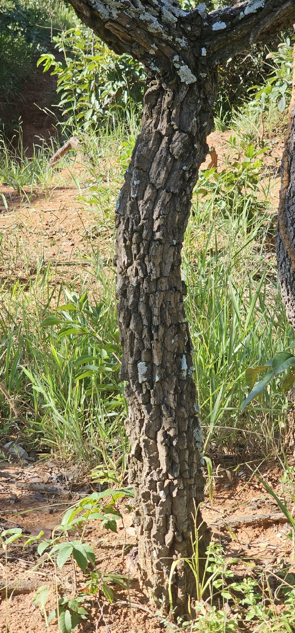 Imagem de Jacarandá do Cerrado