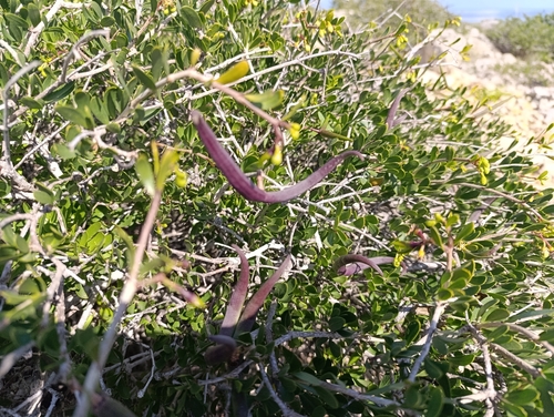 African wolfbane (Periploca angustifolia)