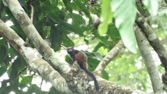 Saguinus weddelli weddelli