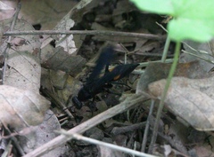 Psorthaspis brimleyi