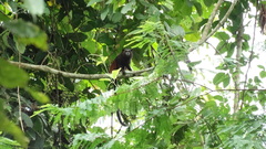 Saguinus weddelli weddelli