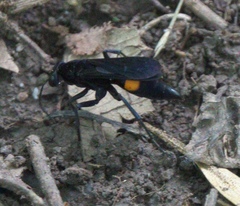 Psorthaspis brimleyi