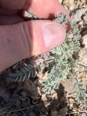 Astragalus tidestromii