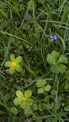 Sanicula epipactis, photograph mycoroco, CC BY, iNaturalist via GBIF