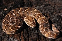 Puff Adder photo 1