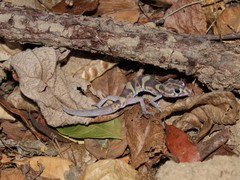 Coleonyx nemoralis