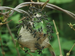 Parachartergus fulgidipennis