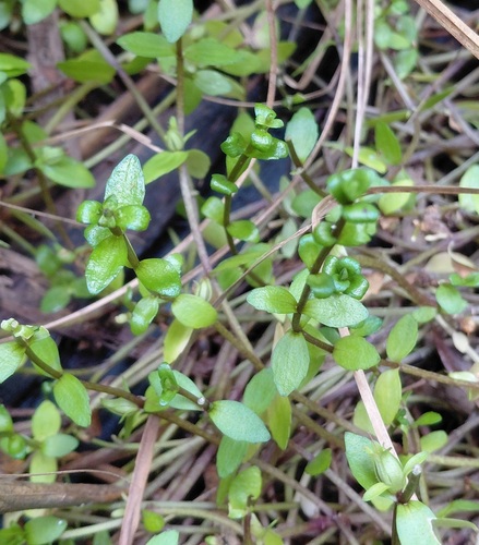Gratiola sexdentata, 2026-03-24