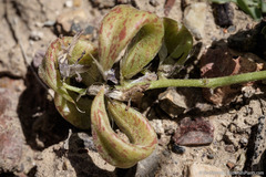 Astragalus iodanthus
