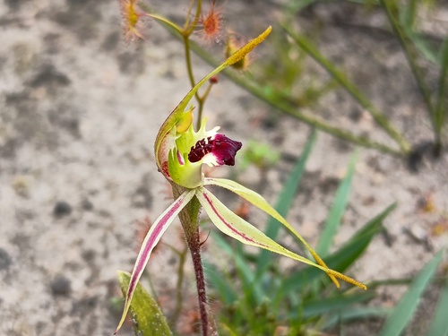 Small Spider-orchid (Caladenia parva)