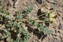 Astragalus iodanthus
