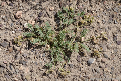 Astragalus iodanthus