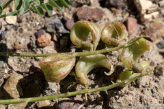 Astragalus iodanthus