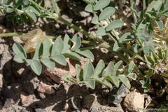 Astragalus iodanthus