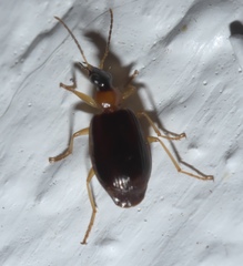 Lebia