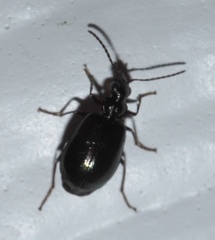 Lebia