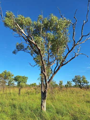 Eucalyptus tectifica observed 2026-03-23