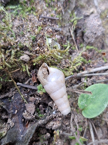 Rumina decollata