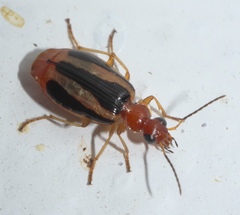 Lebia solea