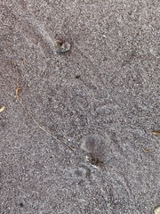 Pseudocotalpa giulianii