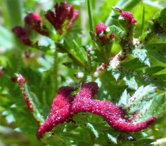 Synchytrium papillatum