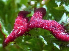 Synchytrium papillatum