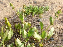 Rumex spinosus
