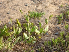 Rumex spinosus