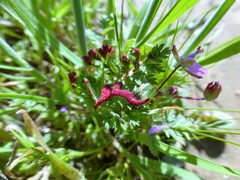 Synchytrium papillatum