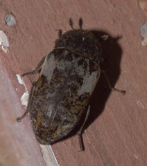 Dermestes marmoratus