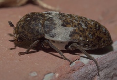 Dermestes marmoratus