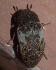 Dermestes marmoratus