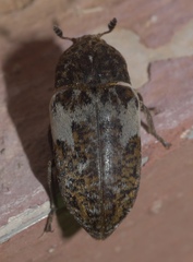 Dermestes marmoratus