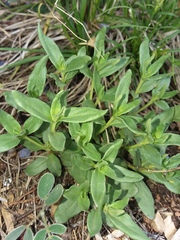 Spigelia