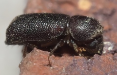 Prostephanus punctatus