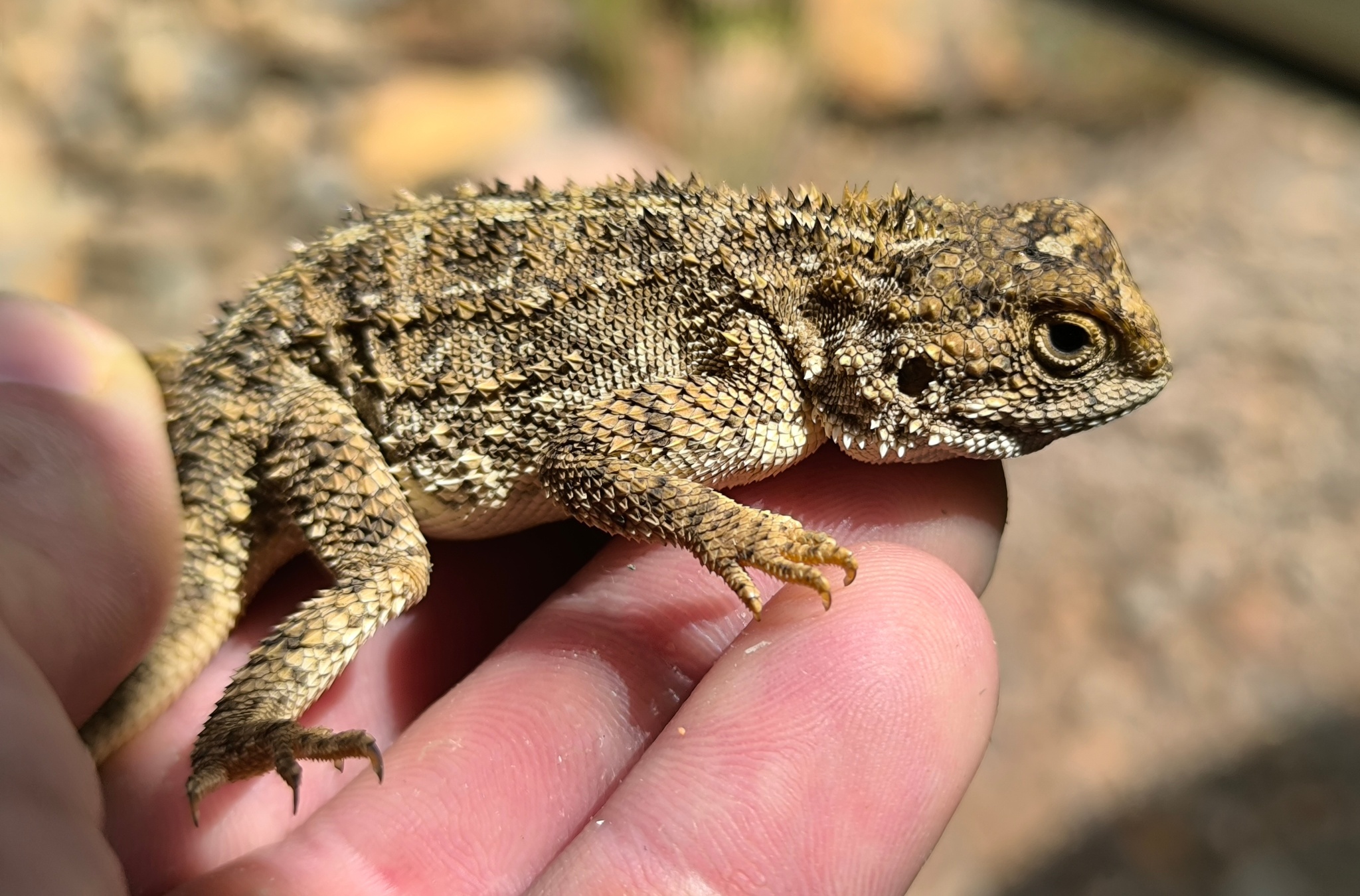 Agama aculeata Merrem, 1820