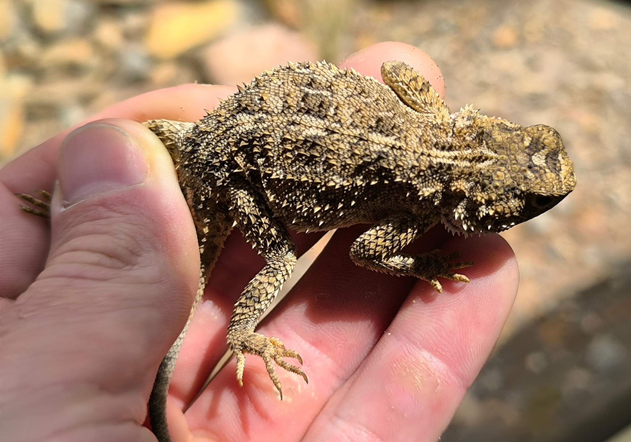 Agama aculeata Merrem, 1820