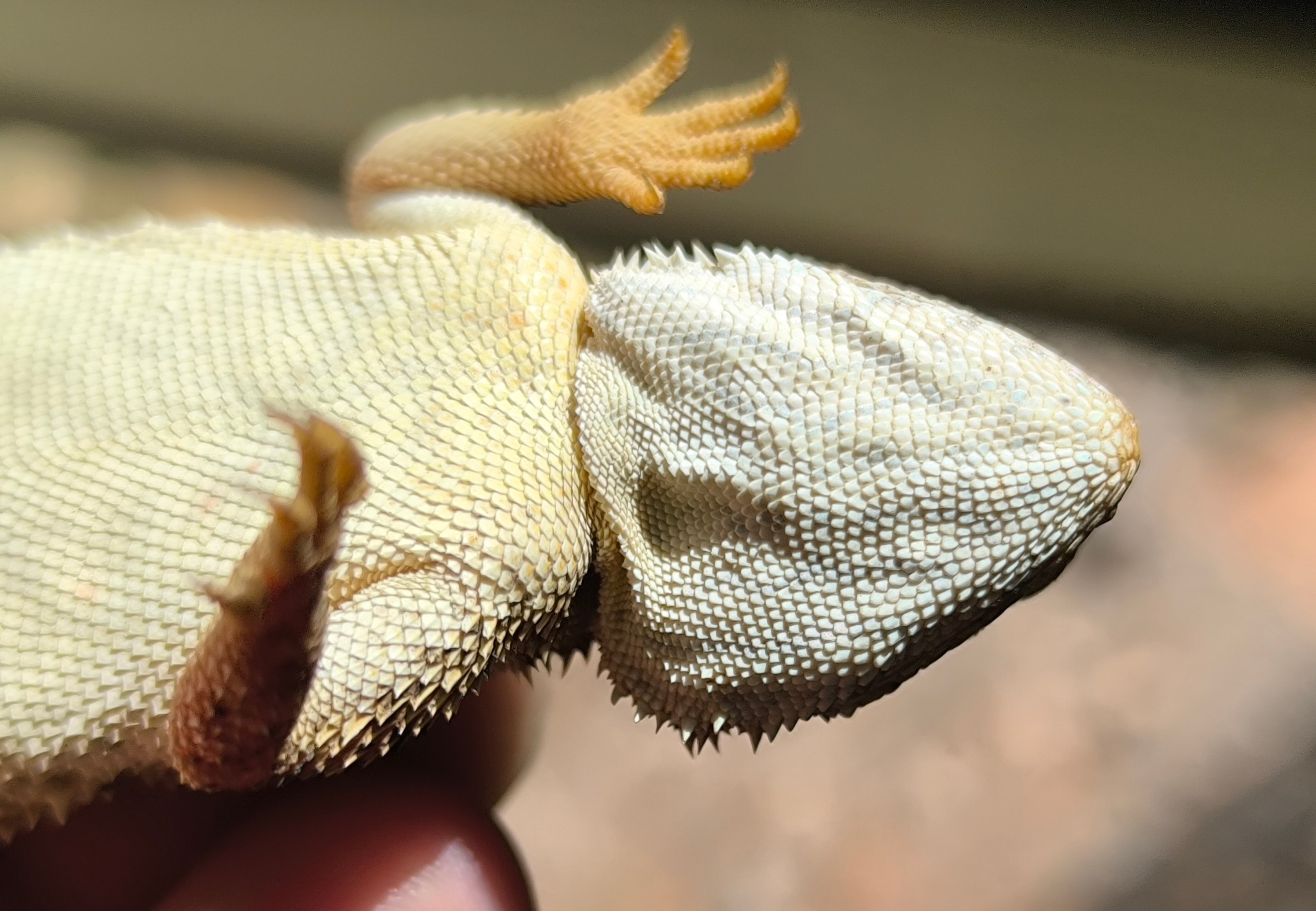 Agama aculeata Merrem, 1820