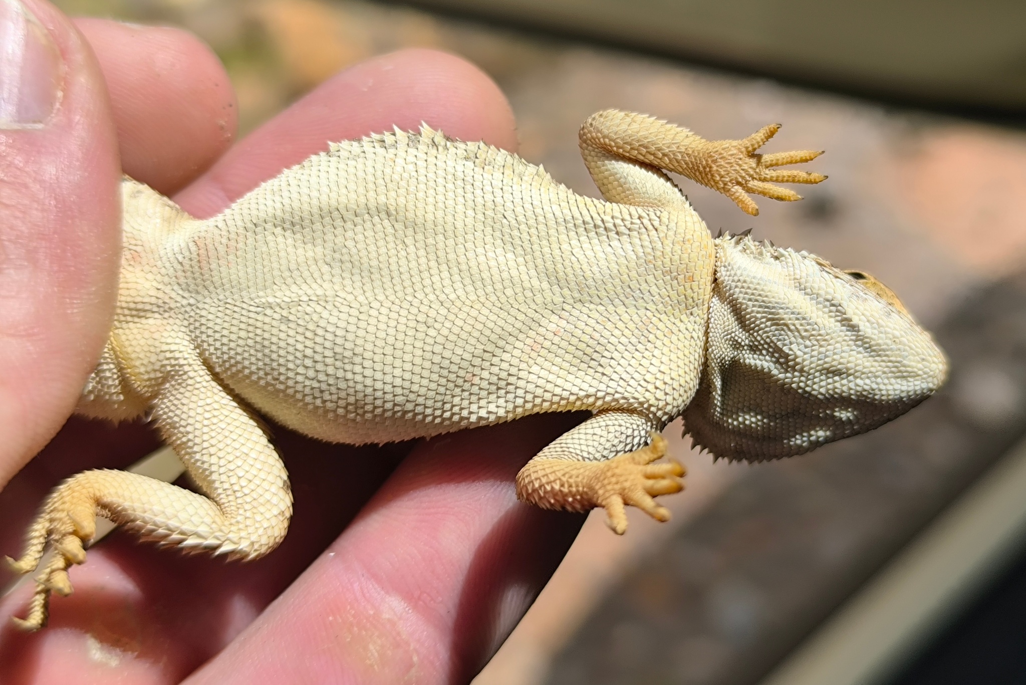 Agama aculeata Merrem, 1820