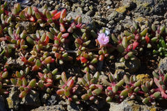 Disphyma australe australe