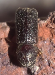 Prostephanus punctatus