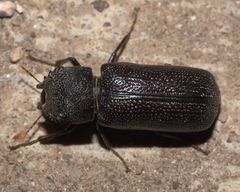 Apatides fortis