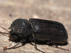Apatides fortis