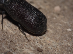 Apatides fortis