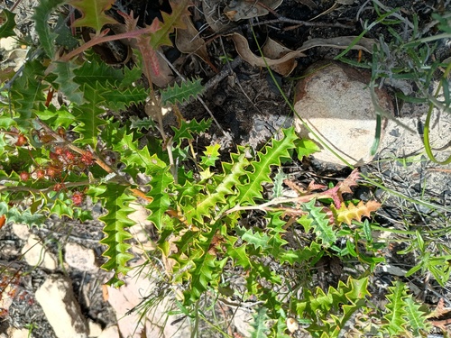 variable prickly grevillea (Grevillea aquifolium)