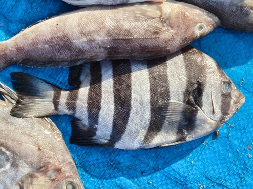Barred knifejaw (Oplegnathus fasciatus) — Oplegnathidae