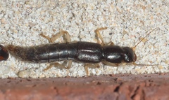 Pinophilus